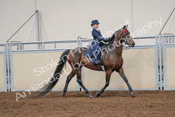2020 - AB Morgan Horse - Sat, Sept 05 - 04846
