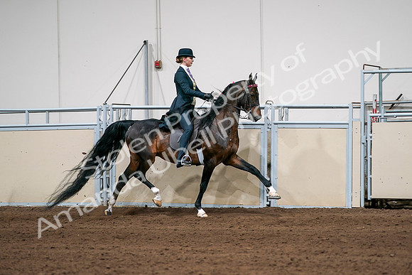 2020 - AB Morgan Horse - Sat, Sept 05 - 06412