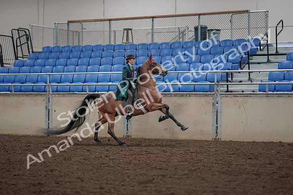 2019 Morgan Horse Show - Aug 30, 2019 - 28174