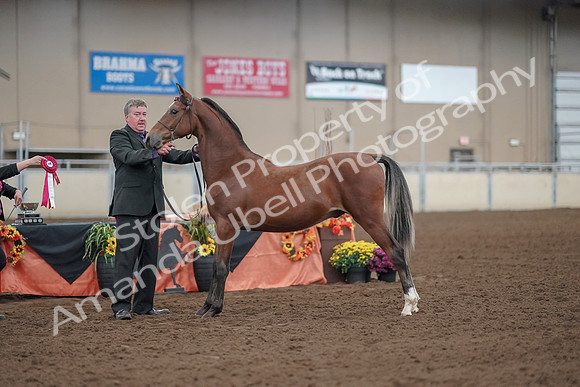 2019 Morgan Horse Show - Aug 30, 2019 - 25647