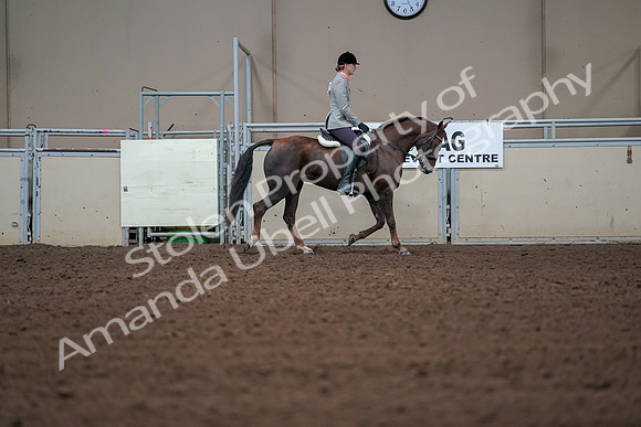 2019 Morgan Horse Show - Aug 30, 2019 - 18506