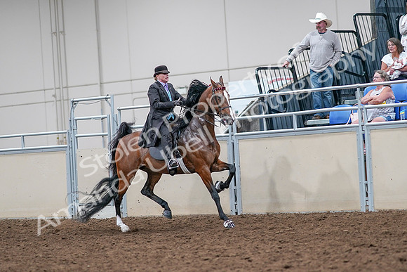 2020 - AB Morgan Horse - Sat, Sept 05 - 13204