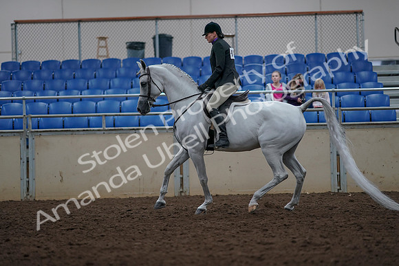 2019 Morgan Horse Show - Aug 31, 2019 - 15911