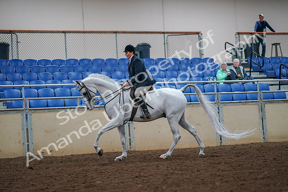 2019 Morgan Horse Show - Aug 30, 2019 - 17408
