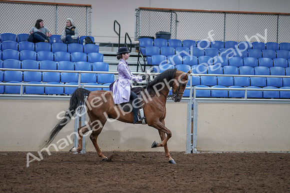2020 - AB Morgan Horse - Fri, Sept 04 - 05107
