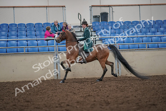 2019 Morgan Horse Show - Aug 30, 2019 - 27969