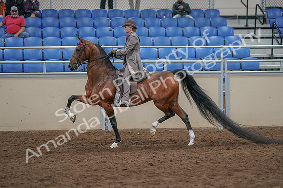 2020 - AB Morgan Horse - Fri, Sept 04 - 11390
