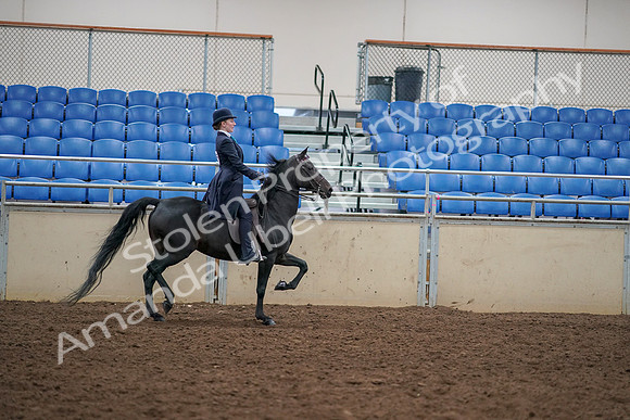 2019 Morgan Horse Show - Aug 30, 2019 - 12396