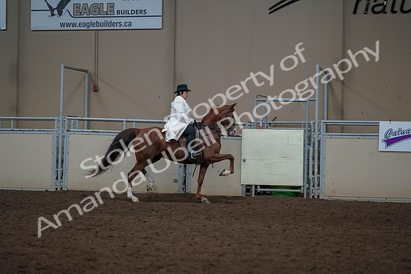 2019 Morgan Horse Show - Aug 31, 2019 - 17942