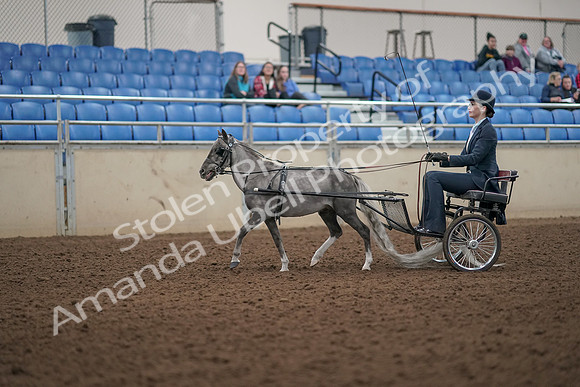 2019 Morgan Horse Show - Aug 31, 2019 - 04249