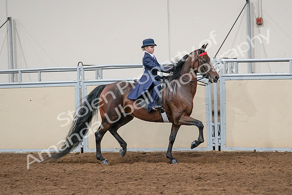 2020 - AB Morgan Horse - Sat, Sept 05 - 04850