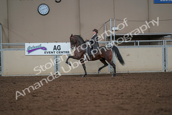 2019 Morgan Horse Show - Aug 30, 2019 - 27979