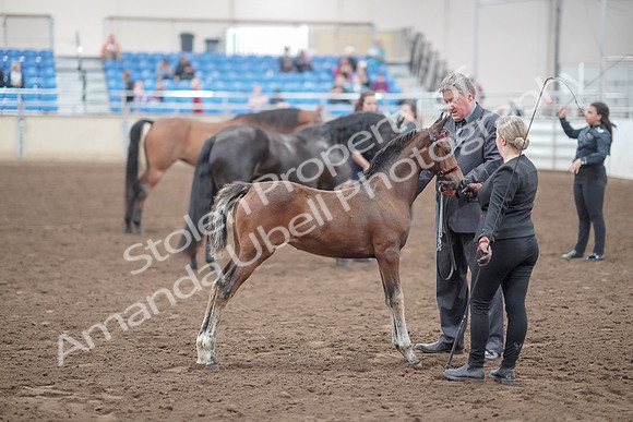 2019 Morgan Horse Show - Aug 31, 2019 - 00931