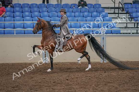 2020 - AB Morgan Horse - Fri, Sept 04 - 11389