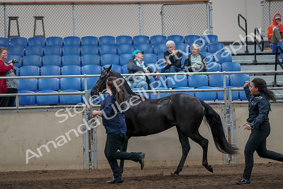 2019 Morgan Horse Show - Aug 31, 2019 - 00908