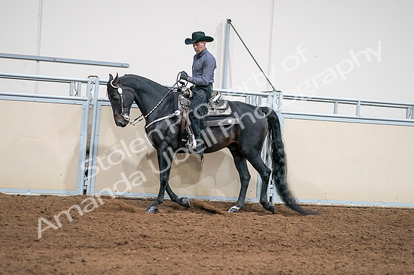 2020 - AB Morgan Horse - Fri, Sept 04 - 08386