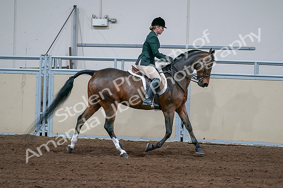 2020 - AB Morgan Horse - Fri, Sept 04 - 01756