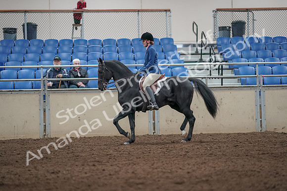 2019 Morgan Horse Show - Aug 31, 2019 - 07233