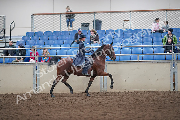 2019 Morgan Horse Show - Aug 31, 2019 - 09605