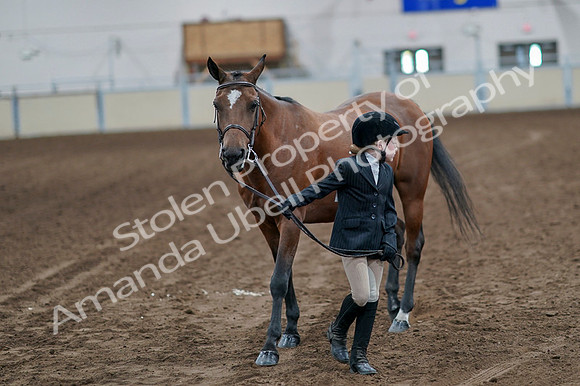 2020 - AB Morgan Horse - Fri, Sept 04 - 00909