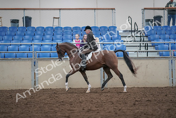 2019 Morgan Horse Show - Aug 31, 2019 - 15914