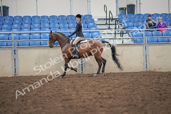2019 Morgan Horse Show - Aug 30, 2019 - 20157