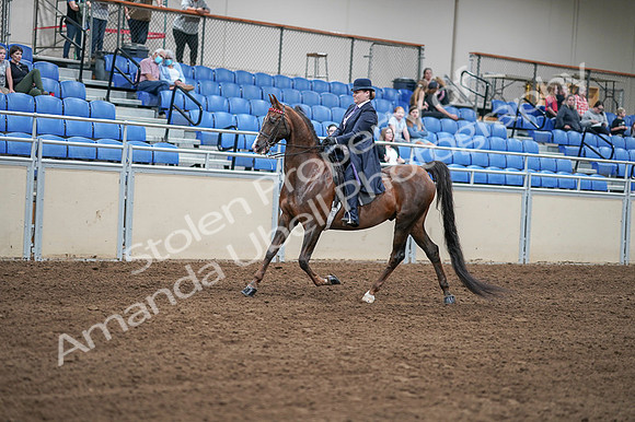 2020 - AB Morgan Horse - Fri, Sept 04 - 07890
