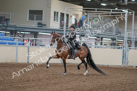 2020 - AB Morgan Horse - Fri, Sept 04 - 09518