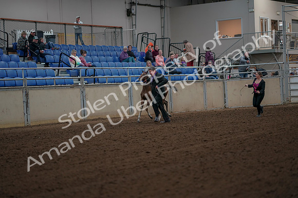 2019 Morgan Horse Show - Aug 30, 2019 - 24644