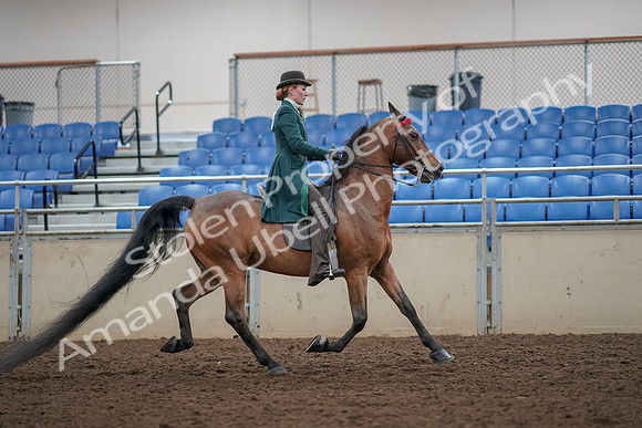 2019 Morgan Horse Show - Aug 30, 2019 - 28259