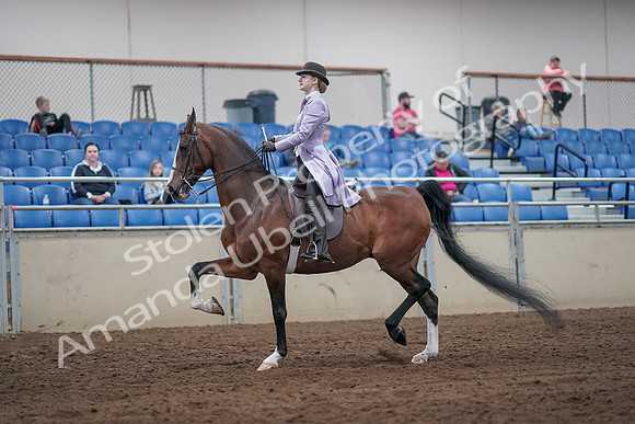 2019 Morgan Horse Show - Sept 01, 2019 - 07397