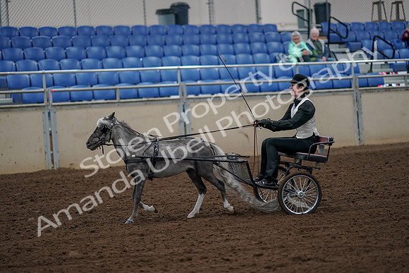 2019 Morgan Horse Show - Aug 30, 2019 - 13137