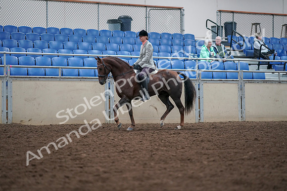 2019 Morgan Horse Show - Aug 30, 2019 - 18328