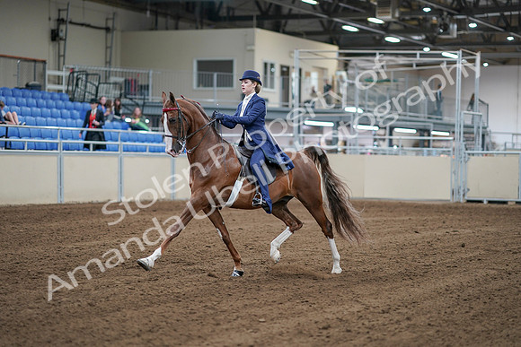 2020 - AB Morgan Horse - Sat, Sept 05 - 06073