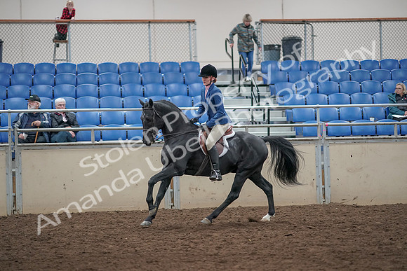 2019 Morgan Horse Show - Aug 31, 2019 - 07352