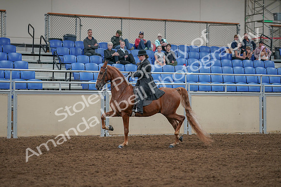 2020 - AB Morgan Horse - Fri, Sept 04 - 11269