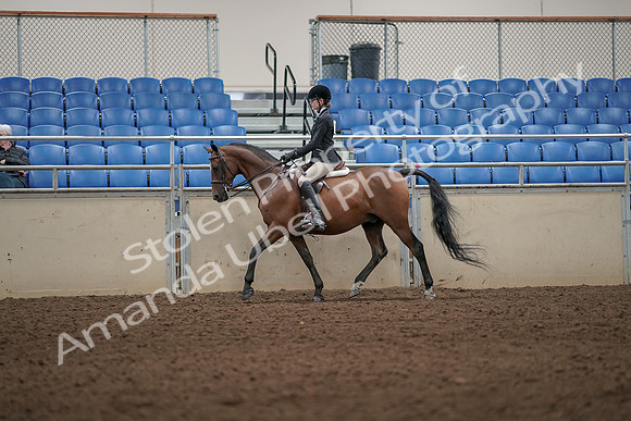 2019 Morgan Horse Show - Aug 31, 2019 - 04877