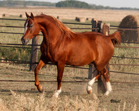 Arabians - 030