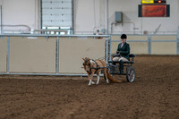 2020 - AB Morgan Horse - Fri, Sept 04 - 01053