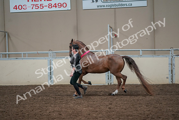 2019 Morgan Horse Show - Aug 31, 2019 - 01473