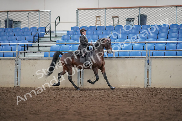 2019 Morgan Horse Show - Aug 30, 2019 - 28084