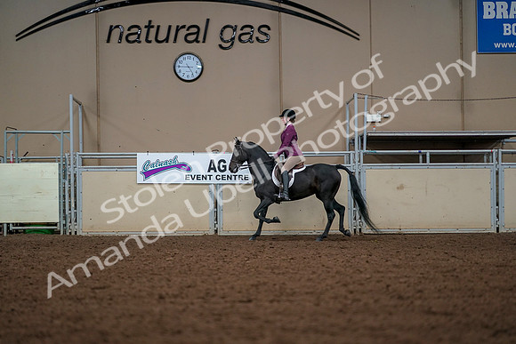 2019 Morgan Horse Show - Aug 30, 2019 - 23264