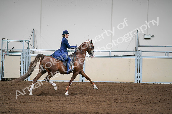 2020 - AB Morgan Horse - Sat, Sept 05 - 06340