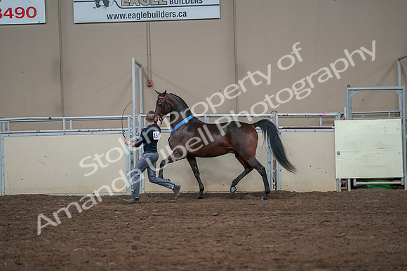 2019 Morgan Horse Show - Aug 31, 2019 - 01446