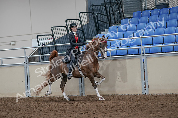 2020 - AB Morgan Horse - Fri, Sept 04 - 09856