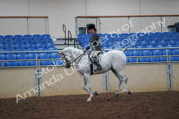 2019 Morgan Horse Show - Aug 30, 2019 - 17449