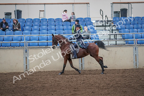 2019 Morgan Horse Show - Aug 31, 2019 - 09495