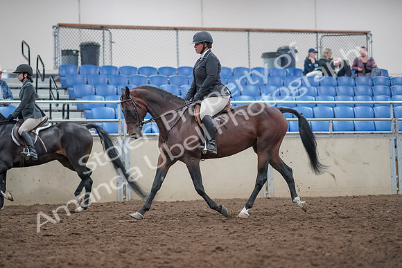 2019 Morgan Horse Show - Aug 31, 2019 - 14871