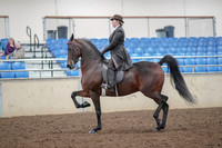 2019 Morgan Horse Show - Aug 30, 2019 - 27861