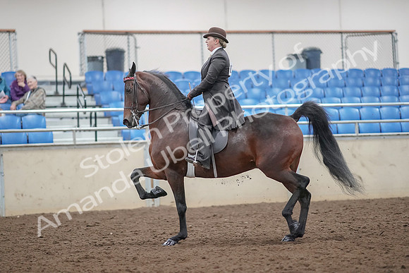 2019 Morgan Horse Show - Aug 30, 2019 - 27861